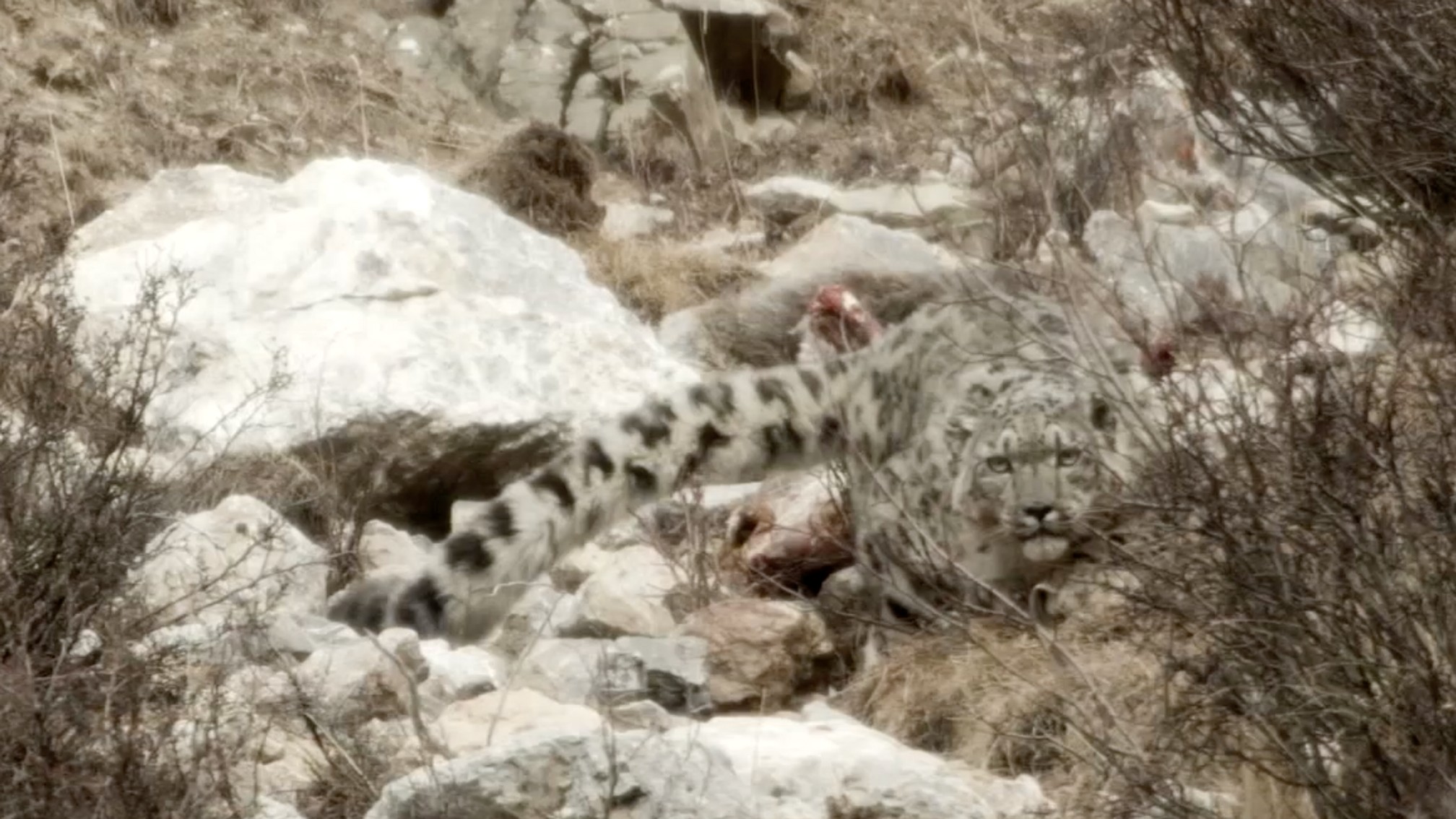 The search for snow leopards